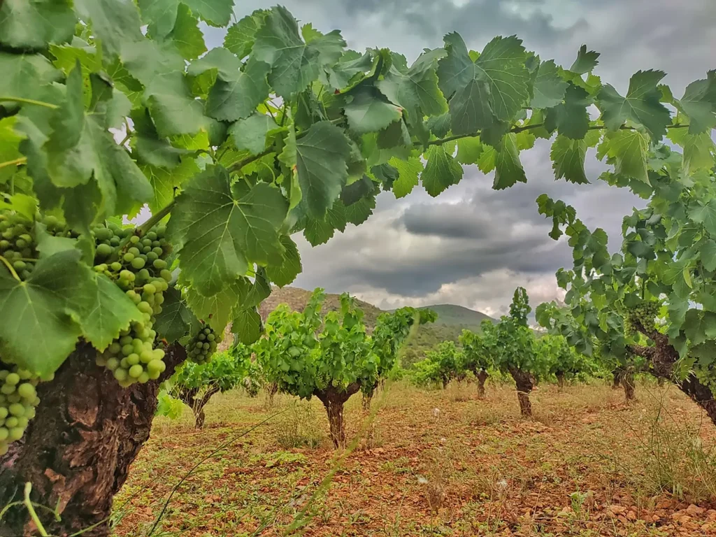 Vigneron, Dominio de Rodeno